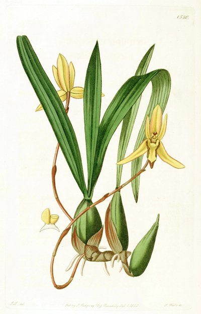 Illustrazione di Brasiliorchis marginata (come sin. Cymbidium marginatum) da John Lindley
